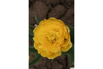 YELLOW POMPENETTE